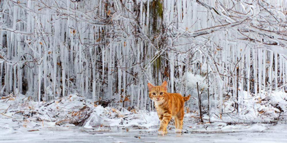 Why You Should Microchip Your Cat and The Main Benefit