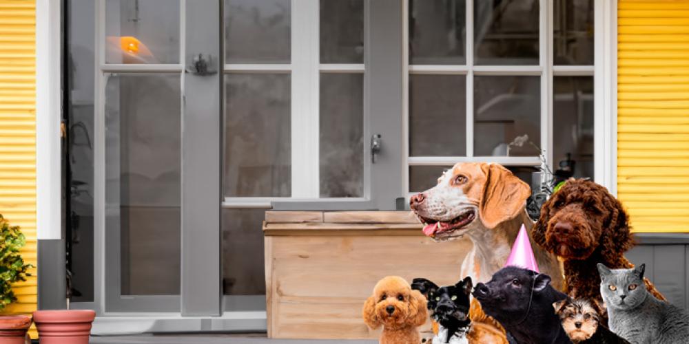 Top Tips for Introducing a New Pet to Your Home