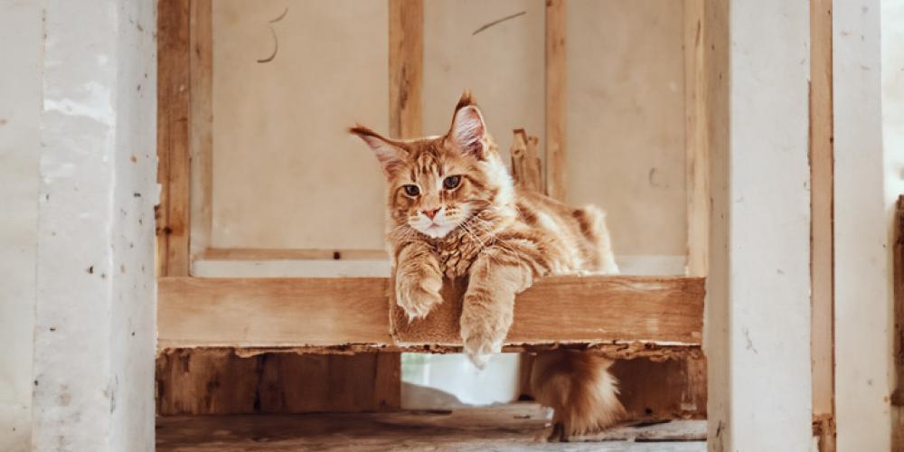 Why It's Crucial to Deflea Your Cat: A Comprehensive Guide