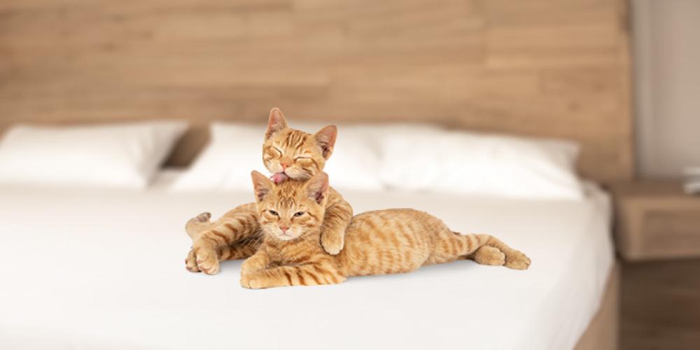 The Top Five Cat Breeds: Choosing the Perfect Feline Companion