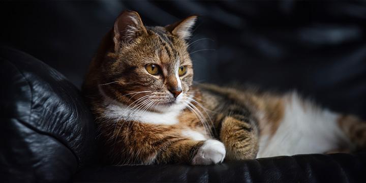 Travelling with Pets: What You Need to Know