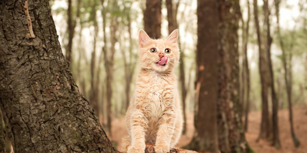 How to Get a Cat: Preparing for Your New Feline Friend