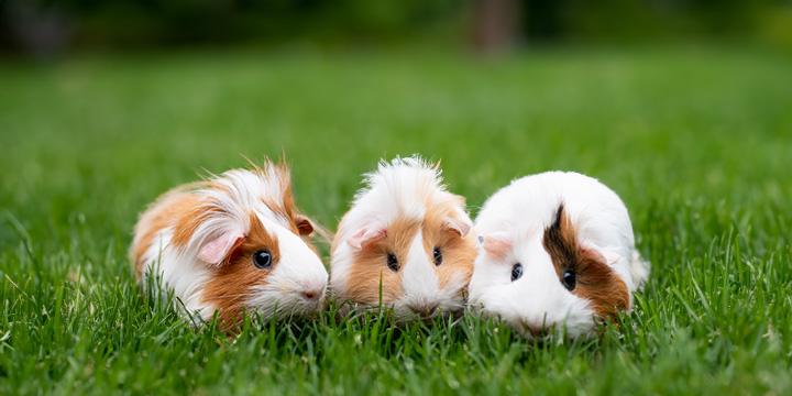 Creating a Cozy Haven: How to Prepare Your Home for a New Hamster